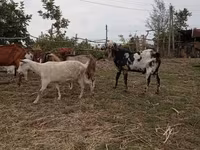 بکرا, Nubian Goat — تصویر 3
