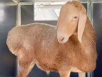 مینڈھا, Rhon sheep — تصویر 4