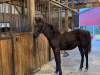 گھوڑا, Rocky Mountain Horse — تصویر 4
