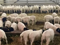 بھیڑ, Kuibyshev sheep — تصویر 8