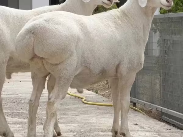 مینڈھا, بھیڑیں