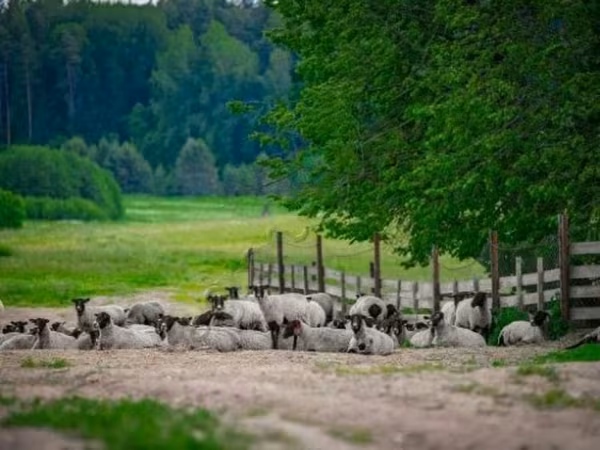 مینڈھا, Romanov sheep