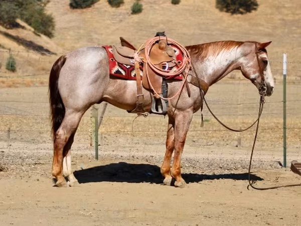 گھوڑا, National Show Horse
