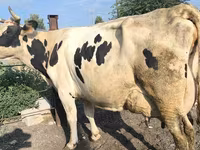 گائے, Swiss cattle — تصویر 5