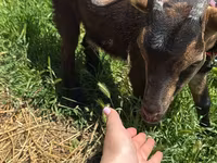 بکری, Nubian Goat — تصویر 3