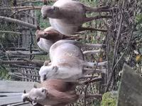 مینڈھا, Katum sheep — تصویر 3