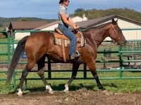گھوڑی, Quarter Horse — تصویر 2