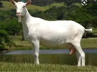بکرا, Saanen goat — تصویر 4