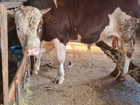 سانڈ, Simmental cattle — تصویر 1