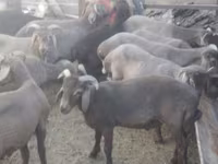 مینڈھا, Arabi sheep — تصویر 2