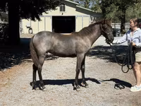 گھوڑی, Rocky Mountain Horse — تصویر 6