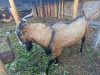 بکرا, LaMancha goats — تصویر 1
