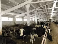 گائے, Yaroslavl cattle — تصویر 6