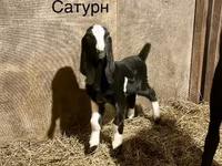 بکرا, Kamori goats — تصویر 2