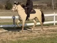 گھوڑا, Rocky Mountain Horse — تصویر 4