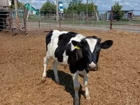 سانڈ, Russian Black pied cattle — تصویر 1