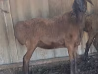 مینڈھا, Hissar sheep — تصویر 3