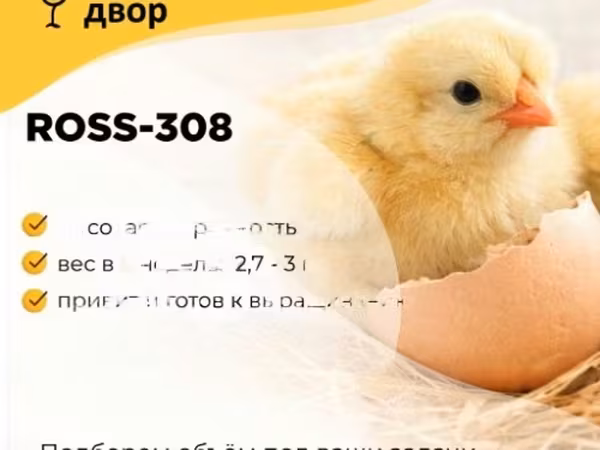 راس 308