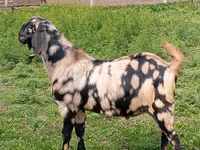 بکرا, Nubian Goat — تصویر 1