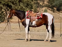 گھوڑا, National Show Horse — تصویر 5