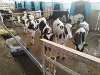 سانڈ, Swiss cattle — تصویر 7