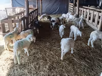 بھیڑ, Awassi sheep — تصویر 2