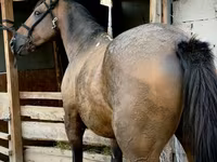 گھوڑا, French Trotter — تصویر 3