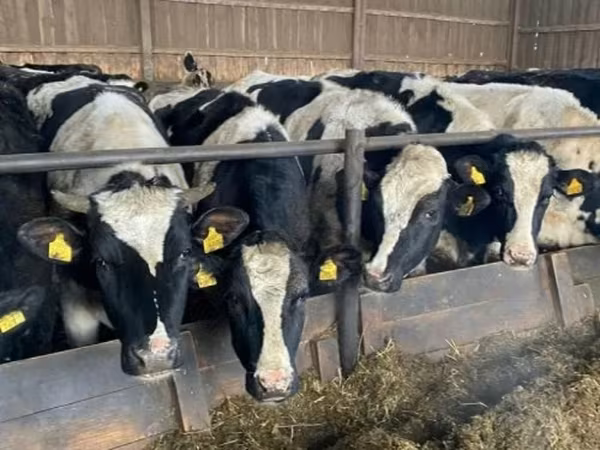 گائے, Russian Black pied cattle