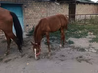 گھوڑی, Thoroughbred horse — تصویر 5
