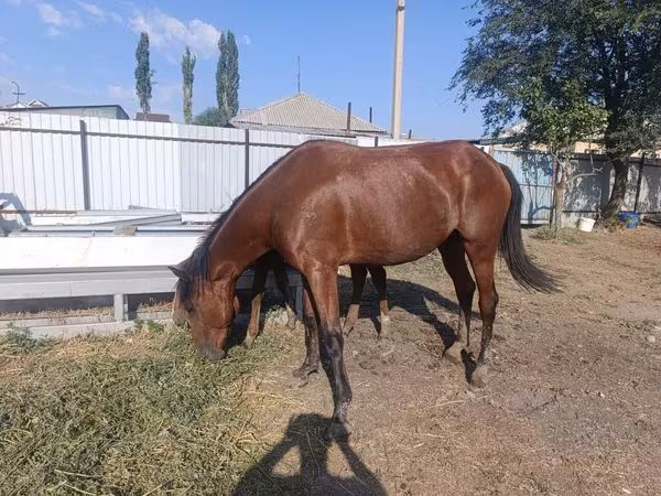 گھوڑی, Thoroughbred horse