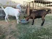بکری, Saanen goat — تصویر 1