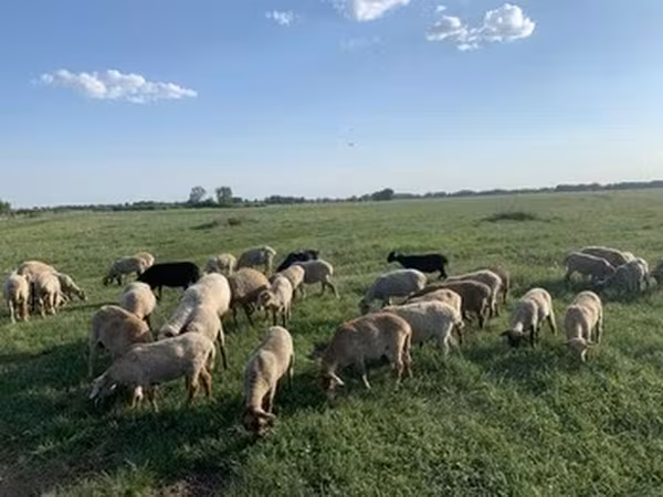 Sheep