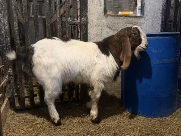بکرا, Kamori goats