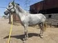 گھوڑی, Orlov Trotter — تصویر 7