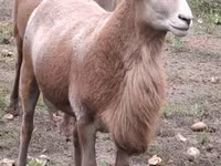 مینڈھا, Katum sheep — تصویر 6