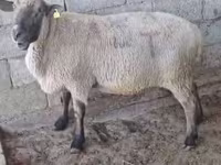 مینڈھا, Hampshire sheep — تصویر 2