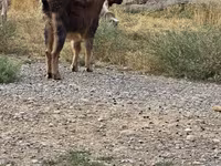 بکرا, بکریاں — تصویر 1