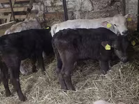 سانڈ, Simmental cattle — تصویر 1