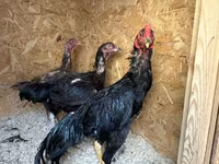 Chickens — تصویر 3