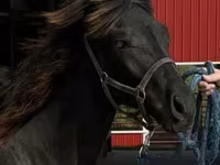 گھوڑا, Rocky Mountain Horse — تصویر 8