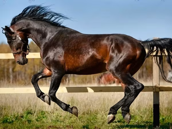 گھوڑی, Horse breed