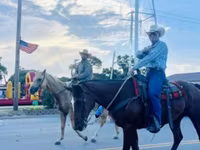 گھوڑا, Quarter Horse — تصویر 5