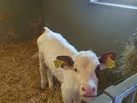 گائے, Simmental cattle — تصویر 2