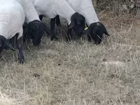 بھیڑ, Baerchuke sheep — تصویر 2