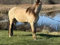 گھوڑا, Rocky Mountain Horse — تصویر 6