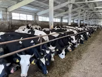 گائے, Yaroslavl cattle — تصویر 2