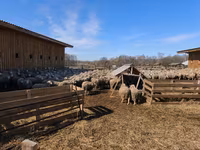 مینڈھا, بھیڑیں — تصویر 6