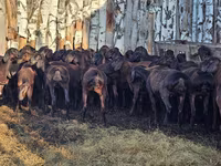 مینڈھا, Hissar sheep — تصویر 5