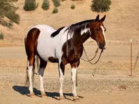 گھوڑا, National Show Horse — تصویر 6
