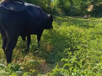 سانڈ, سرخ بے سینگ گائے — تصویر 7